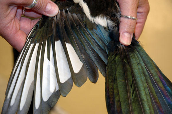 magpie_feathers