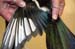 magpie_feathers