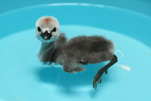 baby_grebe_inpool_0140_cl