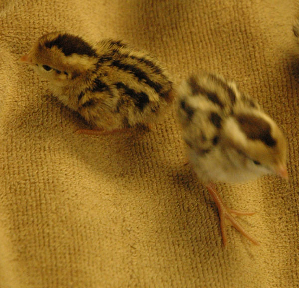 baby_quail5