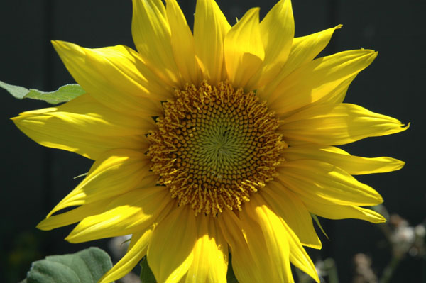 sunflower2