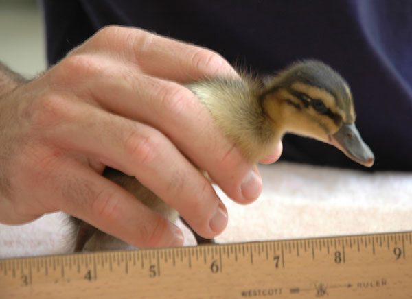 unidentified_duckling