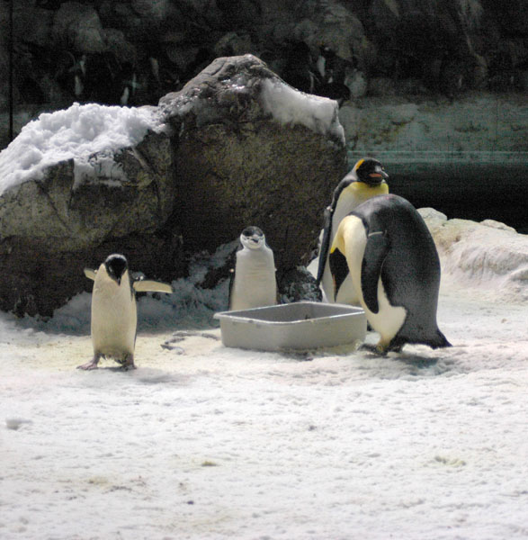 penguins_eating